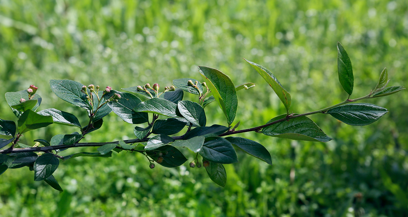 Image of Cotoneaster lucidus specimen.