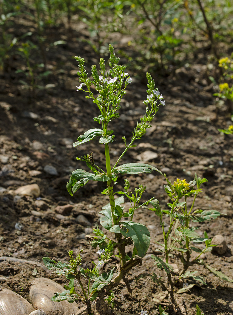 Image of Veronica anagallis-aquatica specimen.