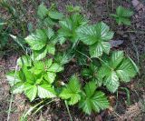 Rubus saxatilis