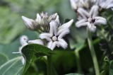Metaplexis japonica