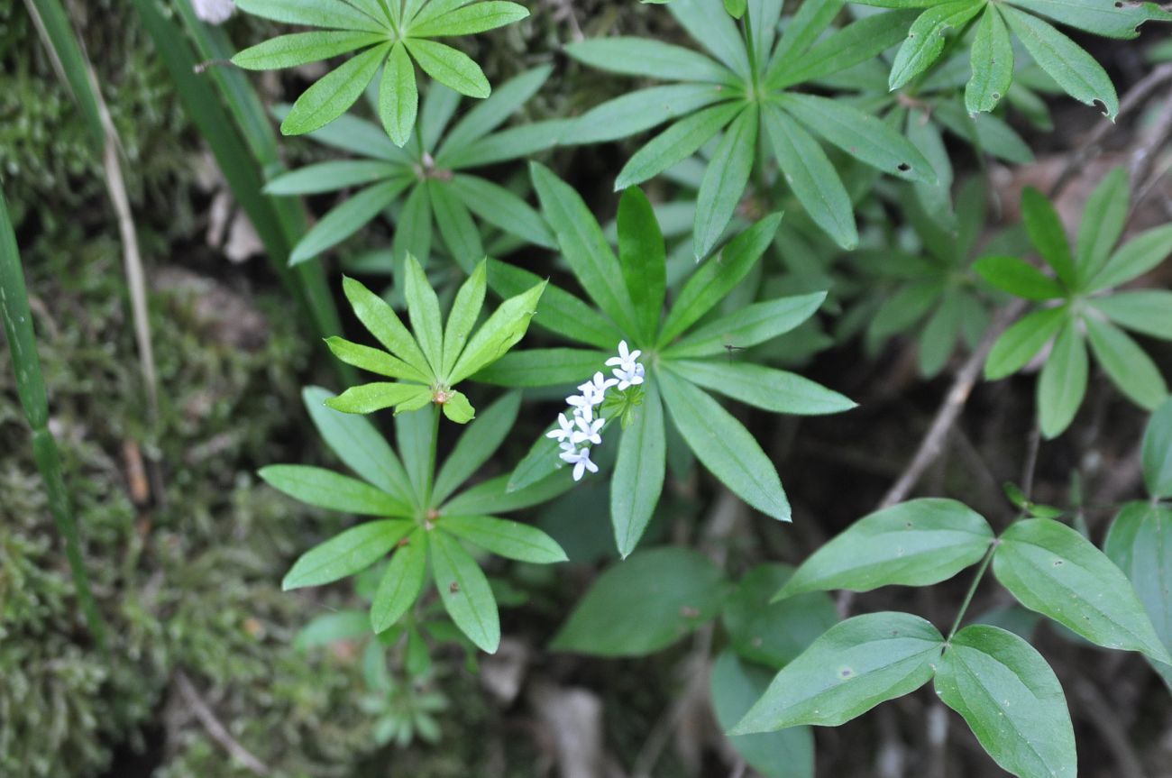 Image of Galium odoratum specimen.