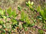 Salix hastata