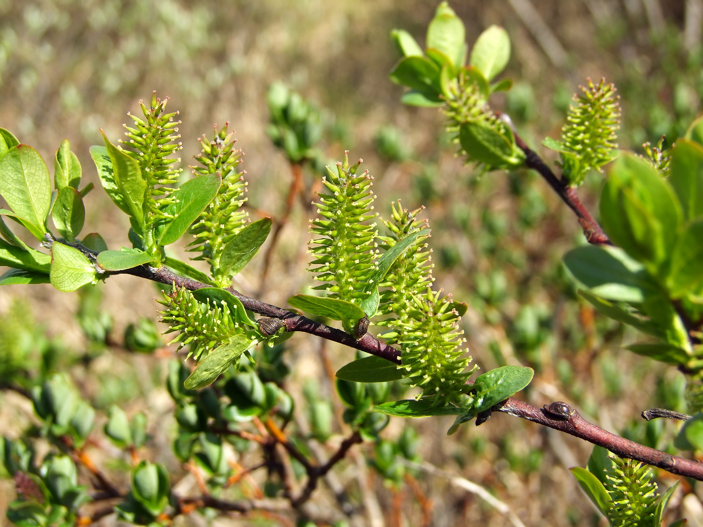 Изображение особи Salix hastata.