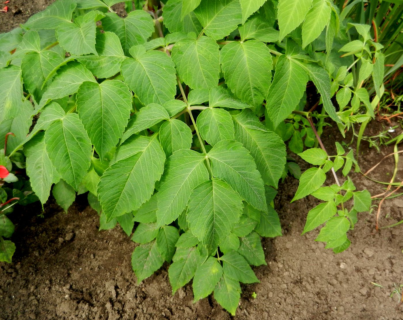 Image of Dahlia imperialis specimen.