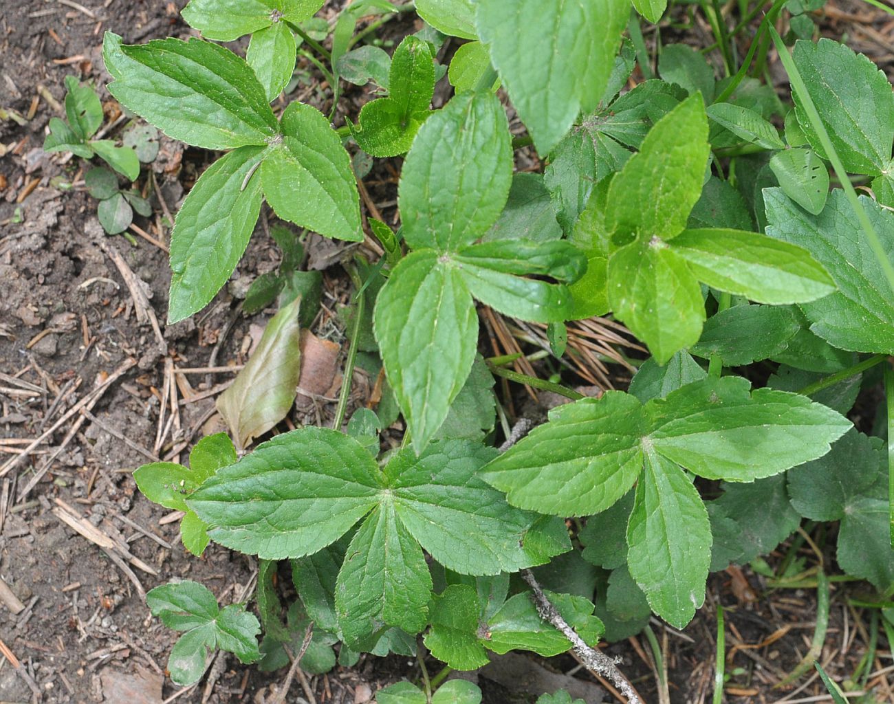 Image of Astrantia maxima specimen.