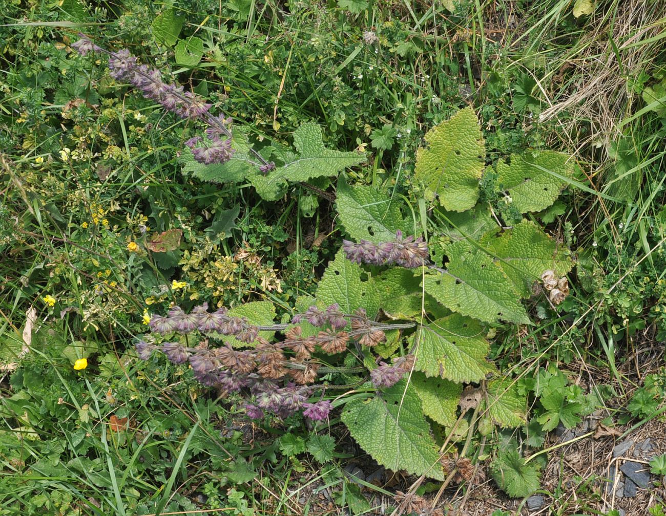 Изображение особи Salvia verticillata.