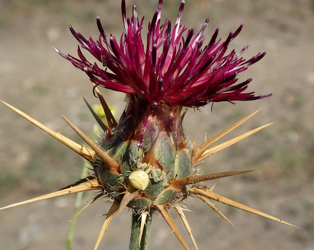 Изображение особи Centaurea laconica.