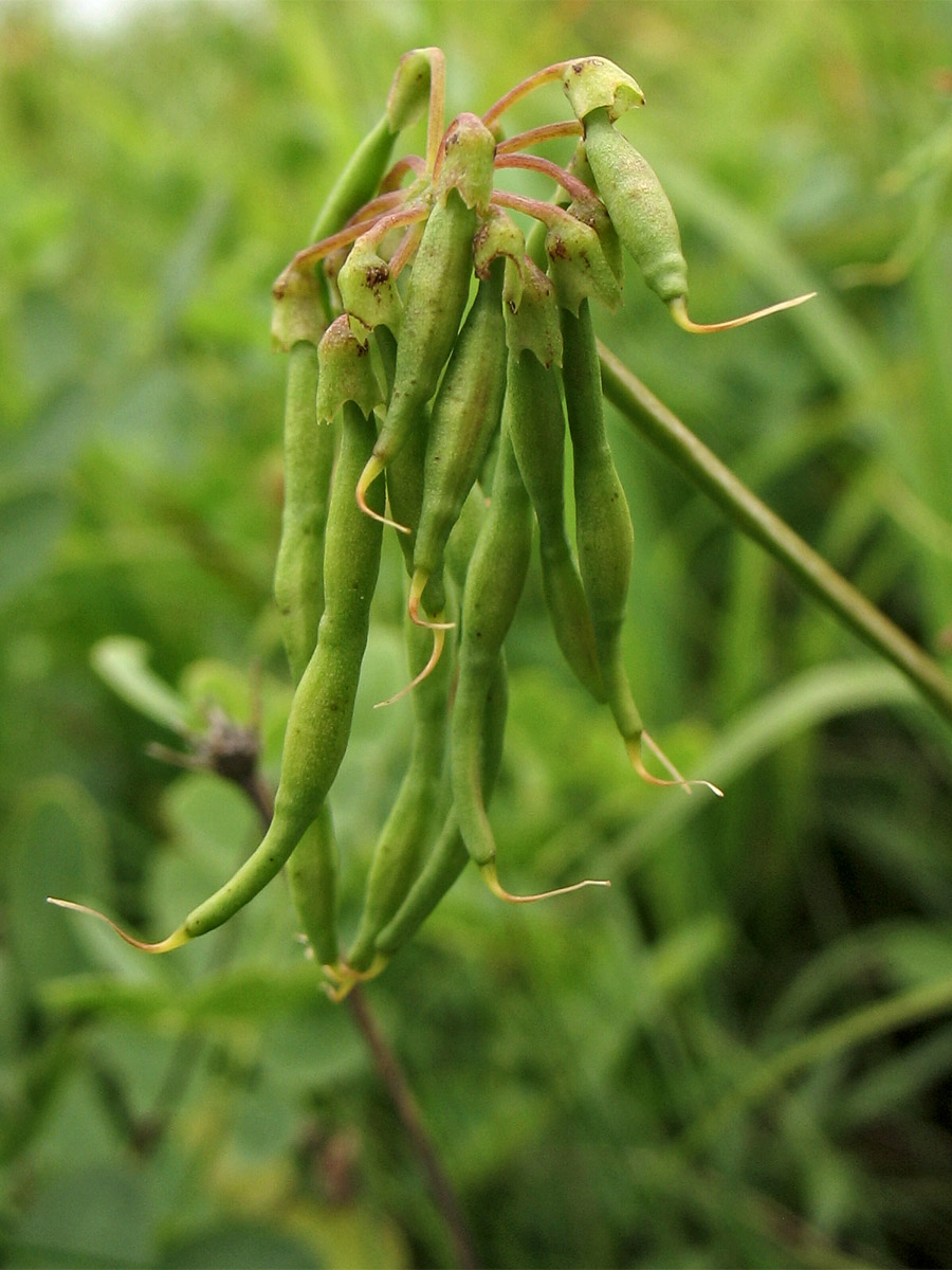 Image of Coronilla coronata specimen.