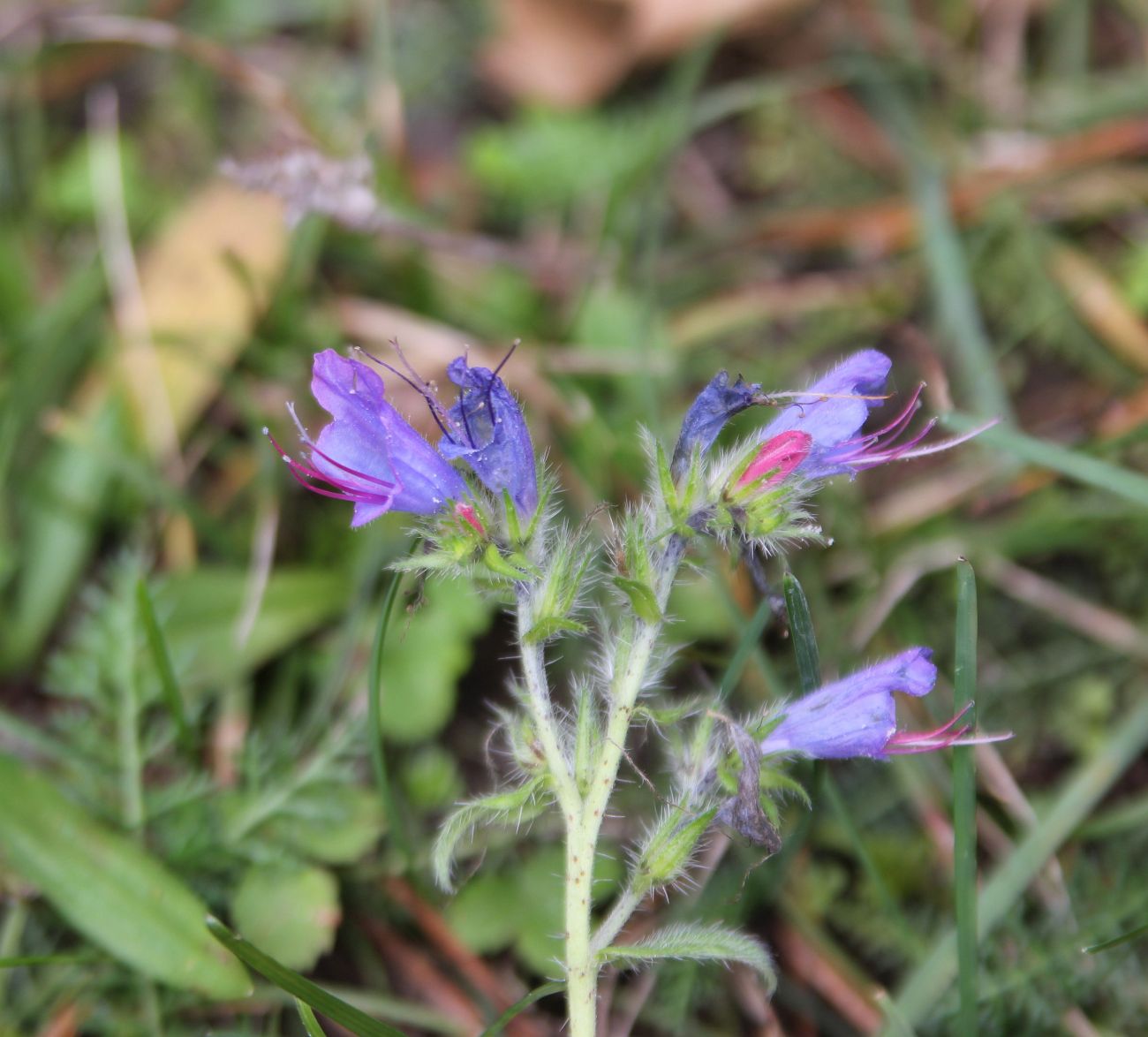 Image of Echium vulgare specimen.