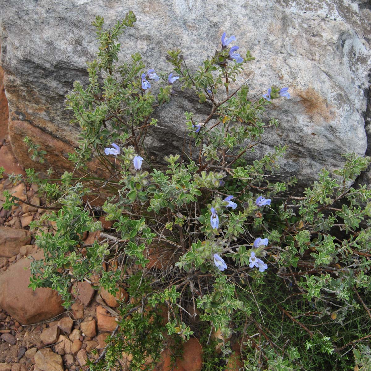 Image of Salvia africana specimen.
