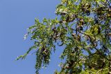 Gleditsia triacanthos