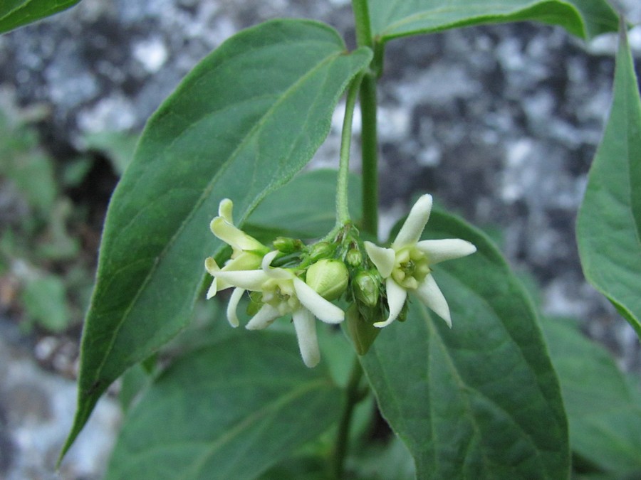 Image of Vincetoxicum jailicola specimen.