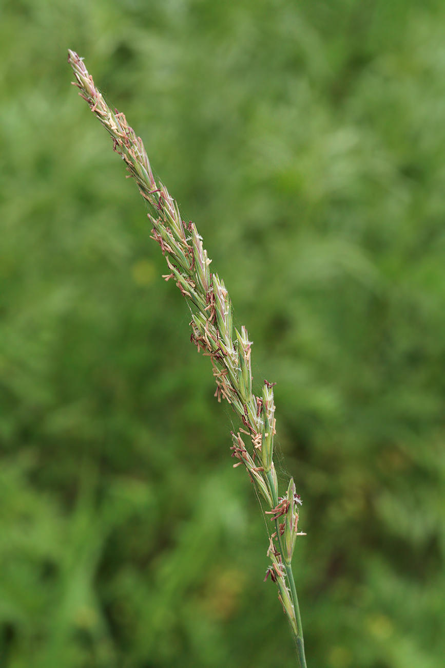 Изображение особи Elytrigia repens.