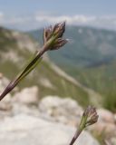 Gypsophila tenuifolia. Верхушки побегов с бутонами. Адыгея, Кавказский биосферный заповедник, северо-восточный склон горы Оштен, ≈ 2500 м н.у.м., альпийская пустошь, среди камней. 18.07.2015.