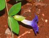 Thunbergia erecta. Часть побега с цветком. Танзания, автономия Занзибар, о-в Унгуджа, Central/South Region, курорт Kiwengwa, территория гостиницы, в культуре. 28.10.2018.