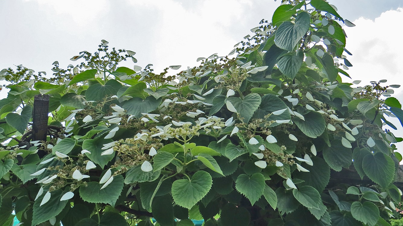 Изображение особи Schizophragma hydrangeoides.