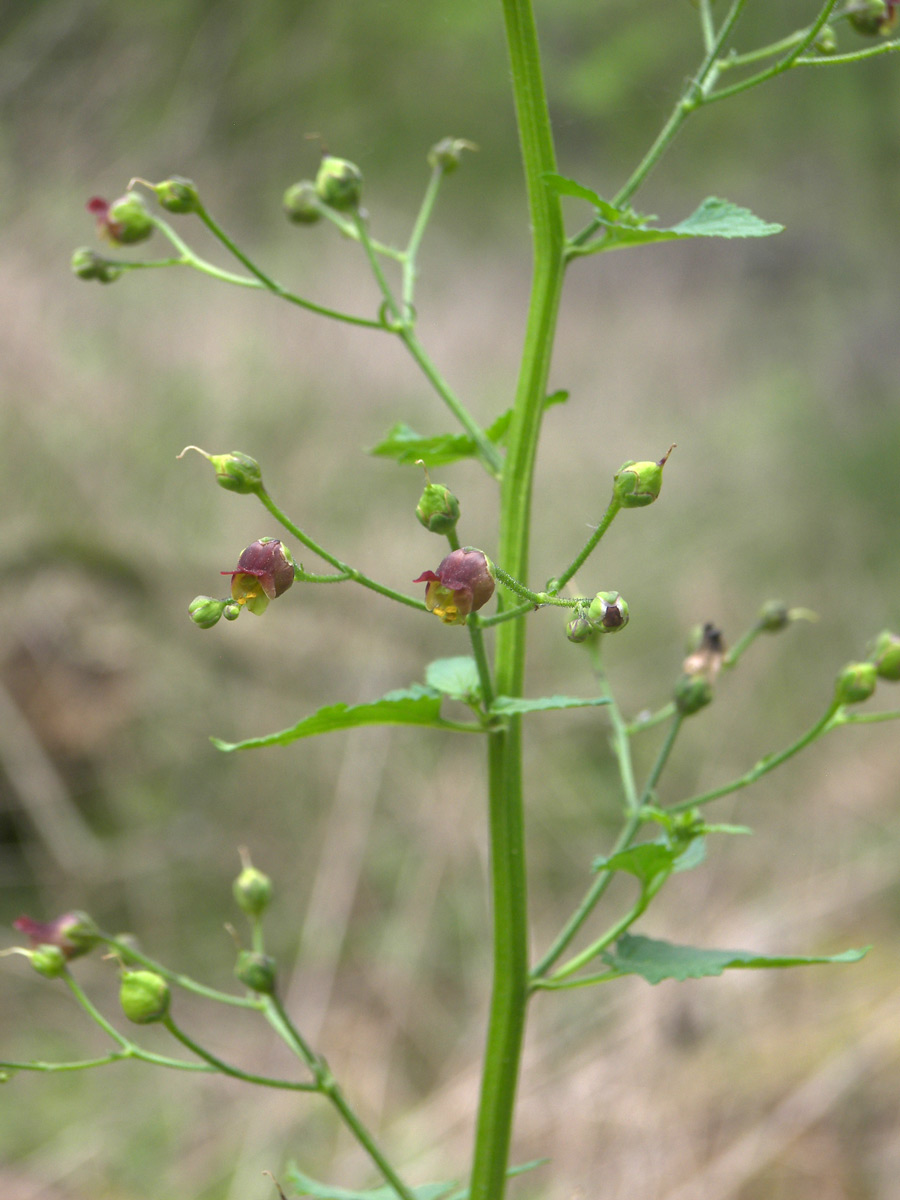 Image of Scrophularia scopolii specimen.