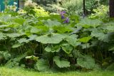 Petasites hybridus. Вегетирующие растения (видны лиловые соцветия Campanula latifolia(?)). Кировская обл., г. Киров, Ботанический сад Вятского государственного университета, в культуре. 07.07.2018.