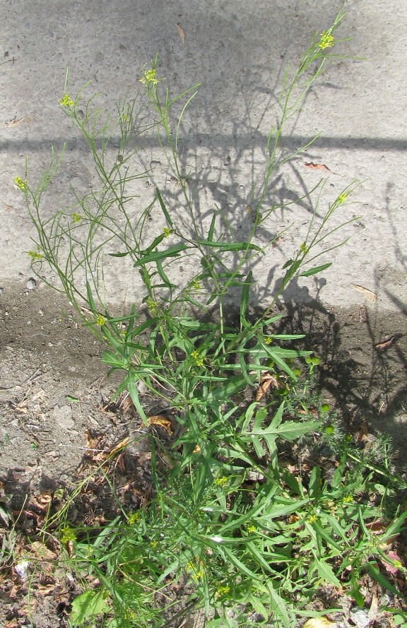 Image of Sisymbrium irio specimen.