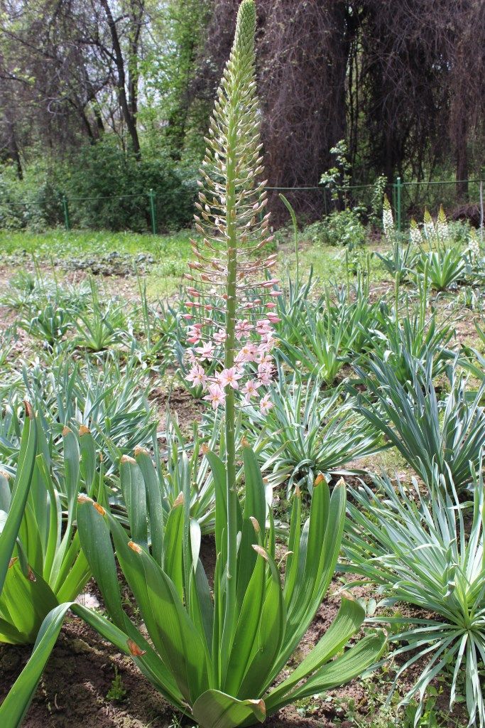 Image of Eremurus aitchisonii specimen.