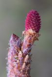 Pinus pinaster
