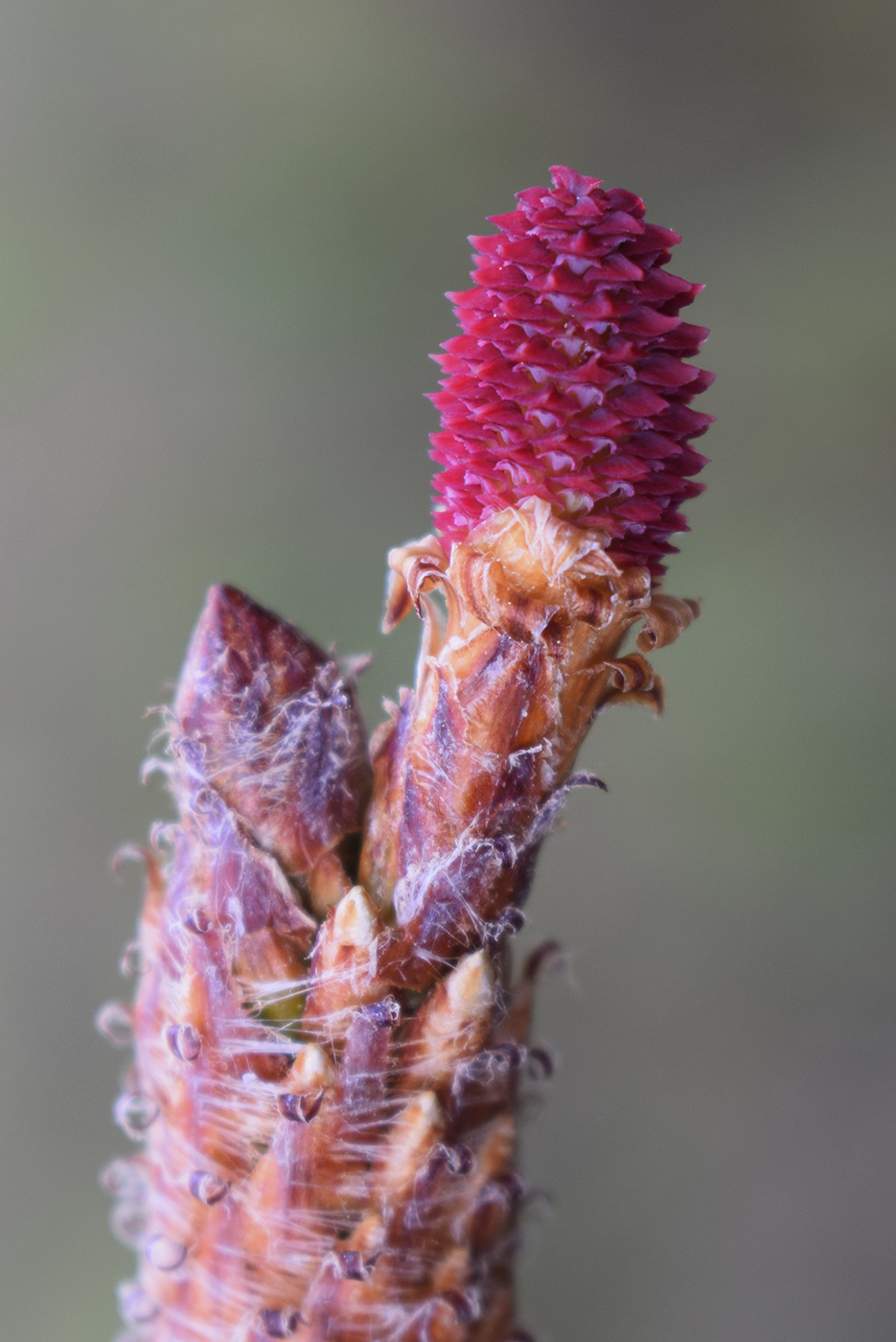 Image of Pinus pinaster specimen.