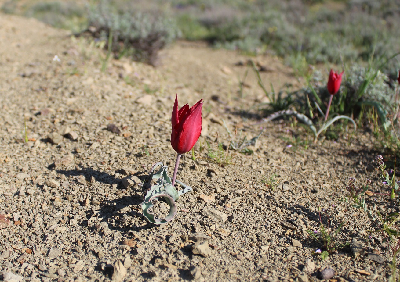 Image of genus Tulipa specimen.