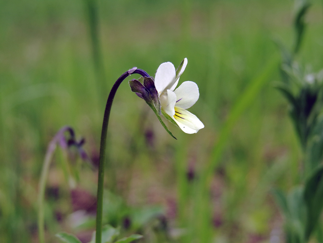 Image of Viola arvensis specimen.