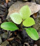 Helleborus caucasicus