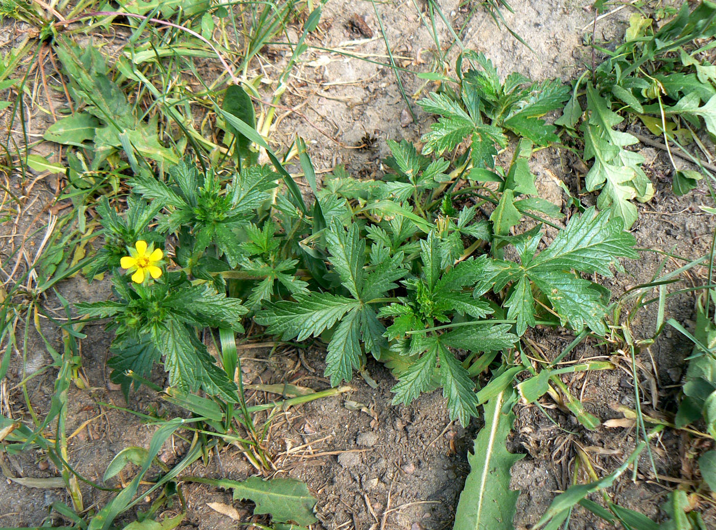 Image of Potentilla intermedia specimen.