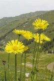 Doronicum turkestanicum