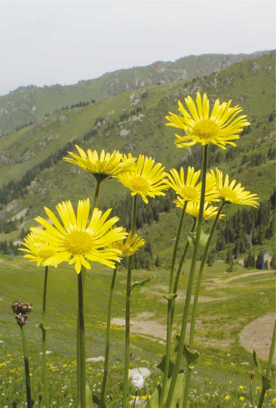 Изображение особи Doronicum turkestanicum.