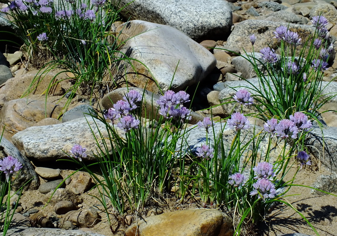 Image of Allium schoenoprasum specimen.