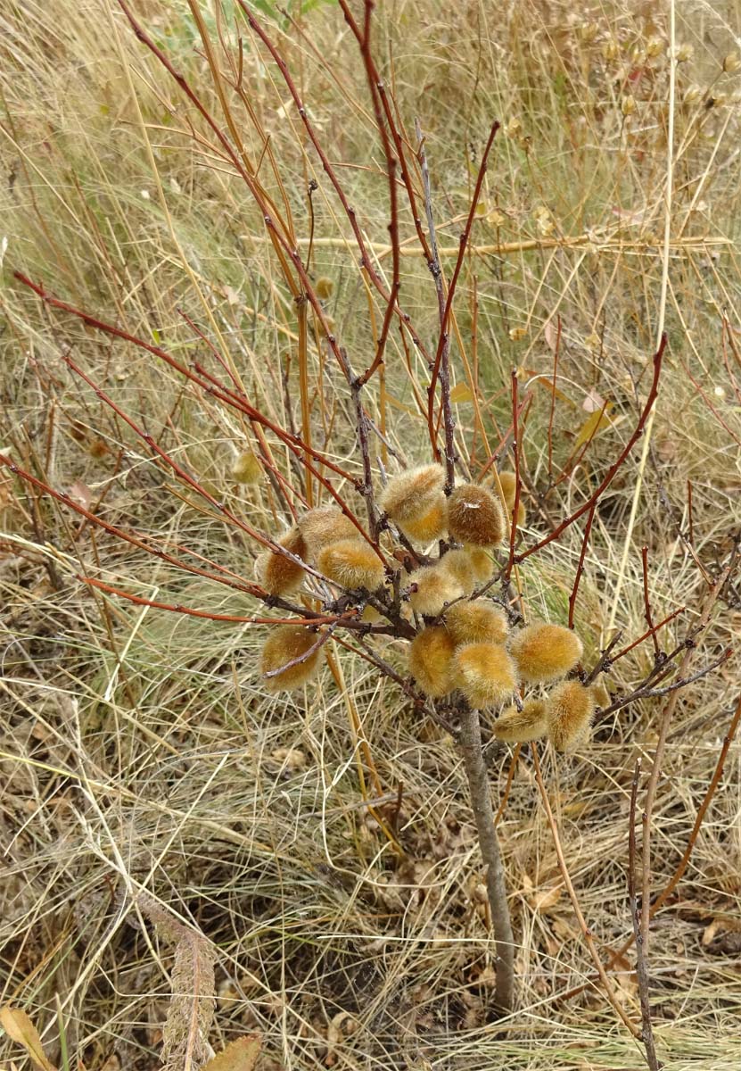 Изображение особи Amygdalus nana.