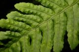 Polypodium vulgare. Часть спороносящей вайи. Карелия, Лахденпохский р-н, окр. пос. Ихала, на замшелом гранитном валуне в еловом лесу. 22.07.2019.