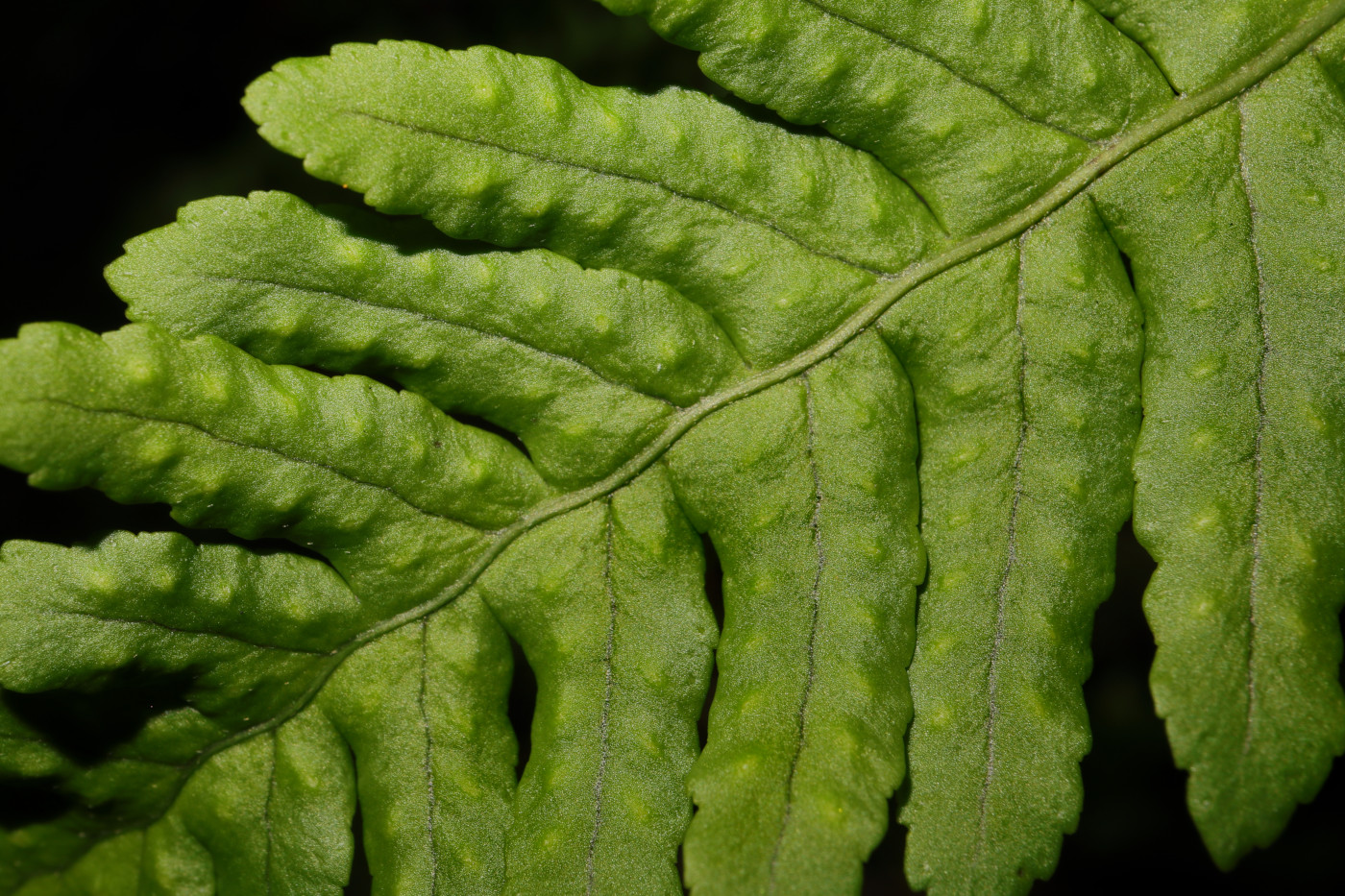 Изображение особи Polypodium vulgare.