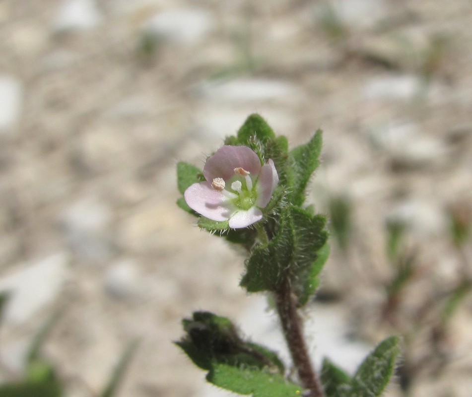 Image of genus Veronica specimen.