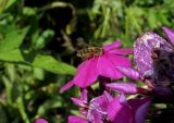 Phlox paniculata