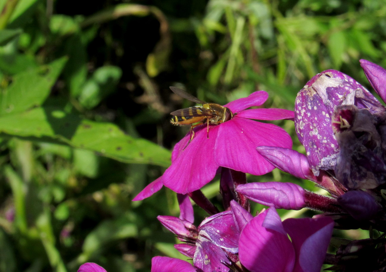 Image of Phlox paniculata specimen.