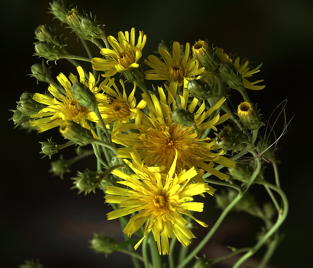 Image of Hieracium umbellatum specimen.