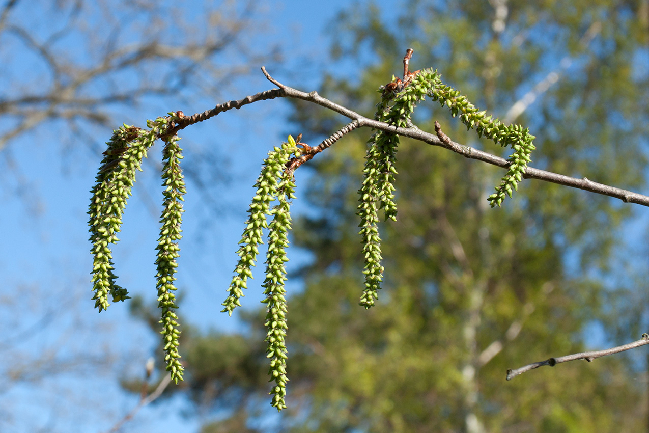 Image of Populus tremula specimen.