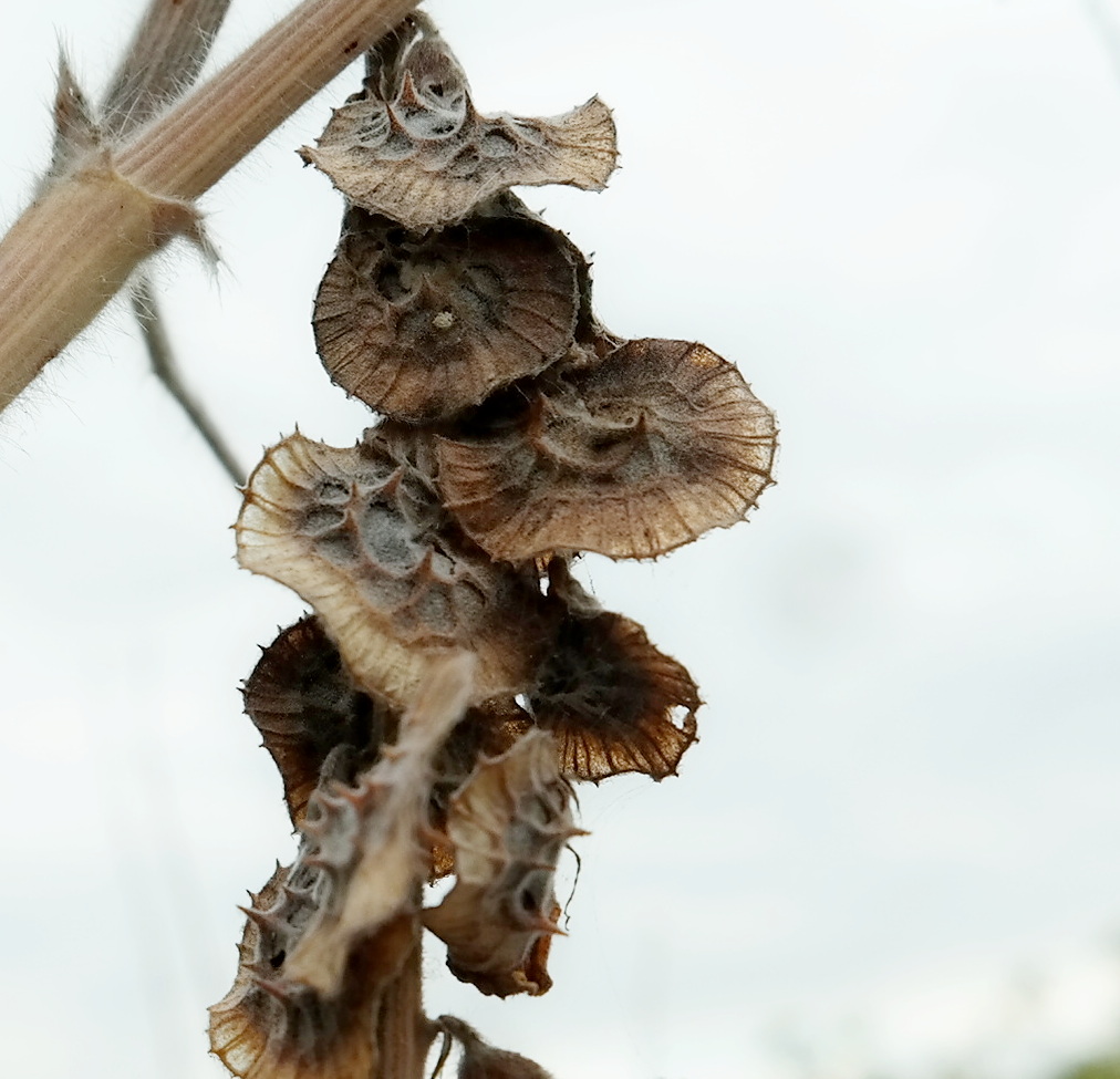 Image of Onobrychis pallasii specimen.