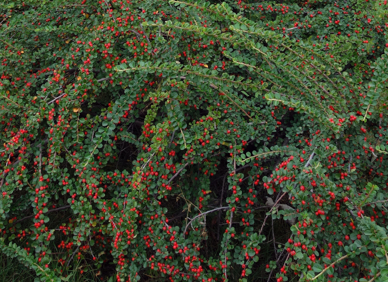 Изображение особи Cotoneaster horizontalis.