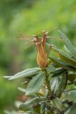 Rhododendron caucasicum. Верхушка побега с отцветшим соцветием. Адыгея, Майкопский р-н, Даховское сельское поселение, с.-в. склон горы Малый Тхач, субальпийский луг. 11.06.2019.