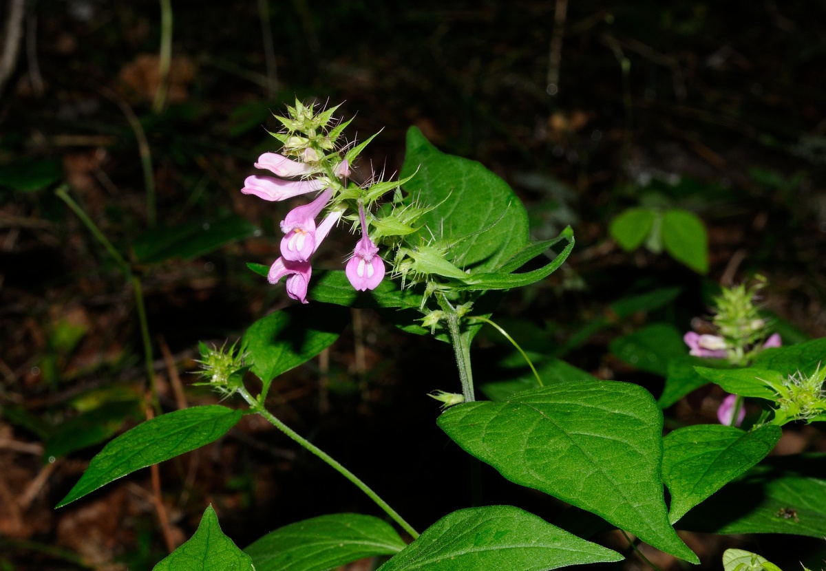 Image of Melampyrum roseum specimen.