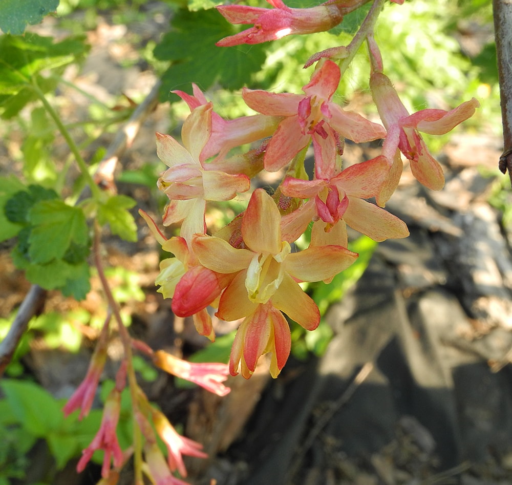 Изображение особи Ribes &times; gordonianum.