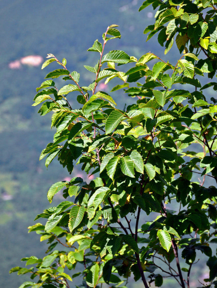 Изображение особи Carpinus betulus.