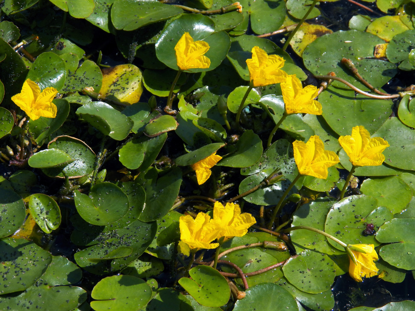 Image of Nymphoides peltata specimen.