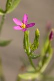 genus Centaurium