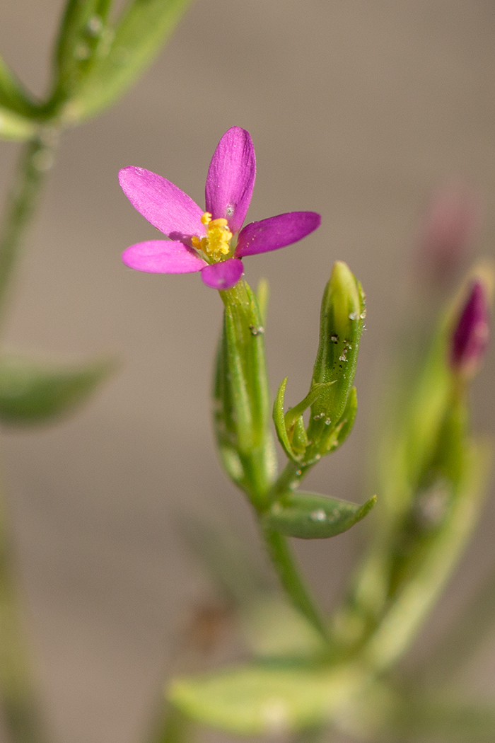 Изображение особи род Centaurium.